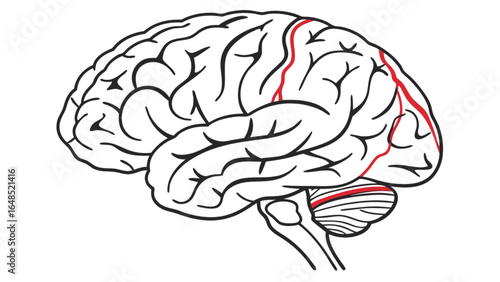 Human brain anatomy illustration with arteries and lobes for medical education and neuroscience study guide