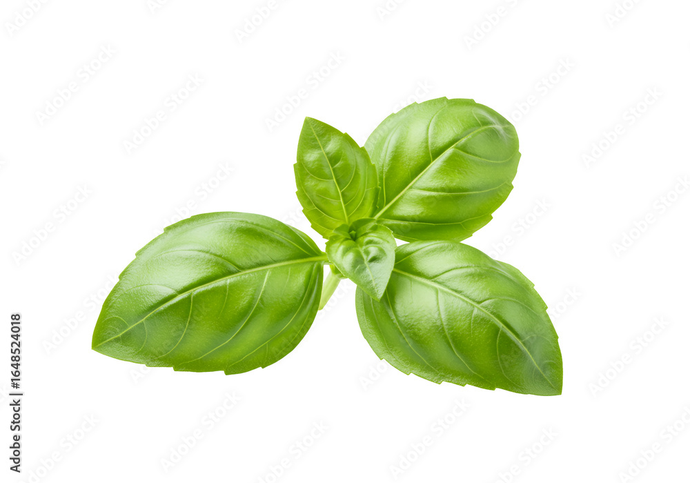 Fototapeta premium Close-up of fresh basil leaves with vibrant green color isolated on black background for culinary