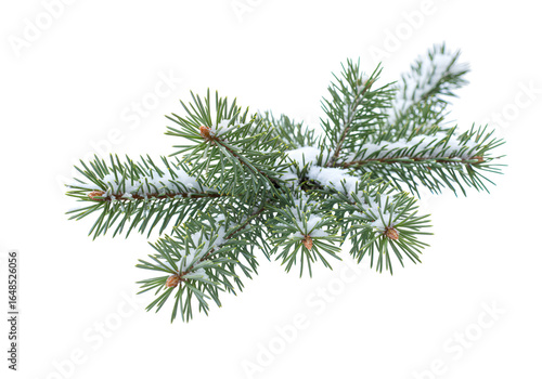 Close-up of snow-dusted pine branches isolated on black background with detailed needles