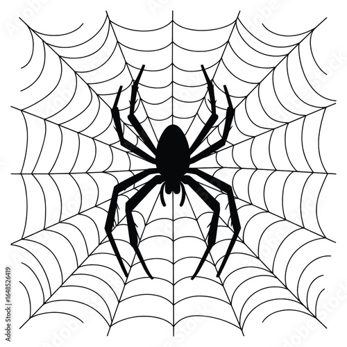 Black spider silhouette on cobweb isolated on white background