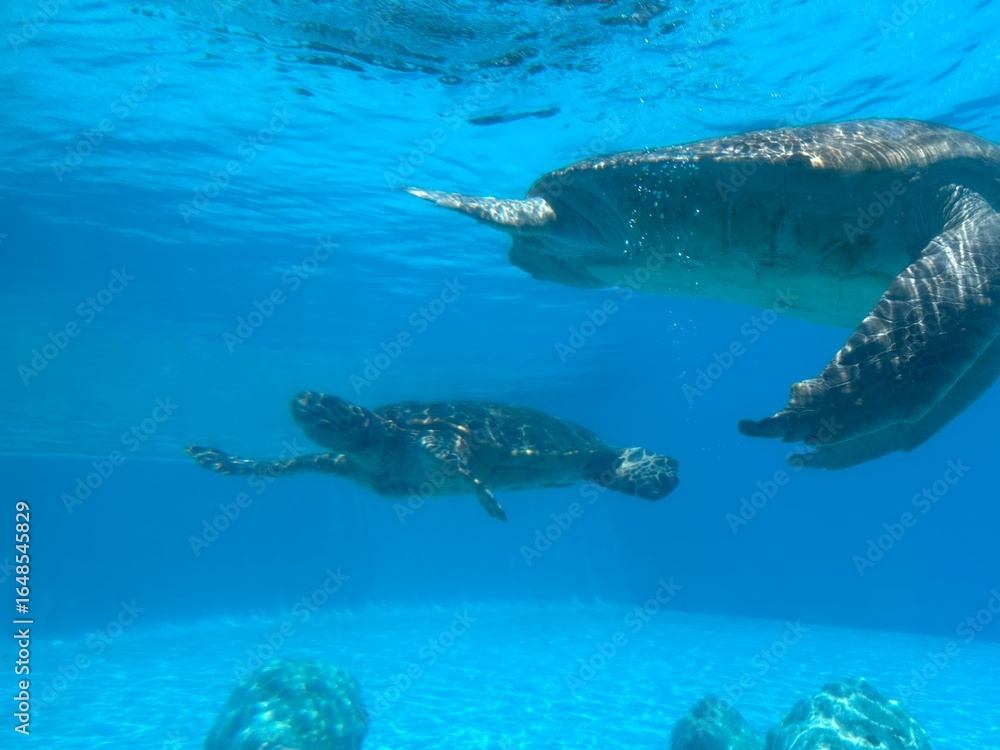Fototapeta premium Sea Turtle Swimming Underwater in Clear Blue Pool – Marine Life Photography