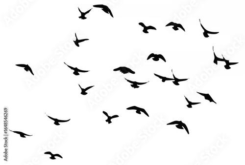 Silhouette of a flock of bird...