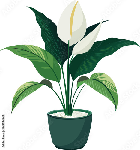 Peace lily in indoor planter