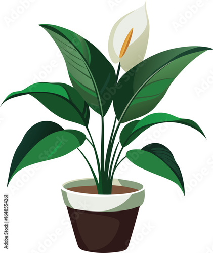 Peace lily in indoor planter