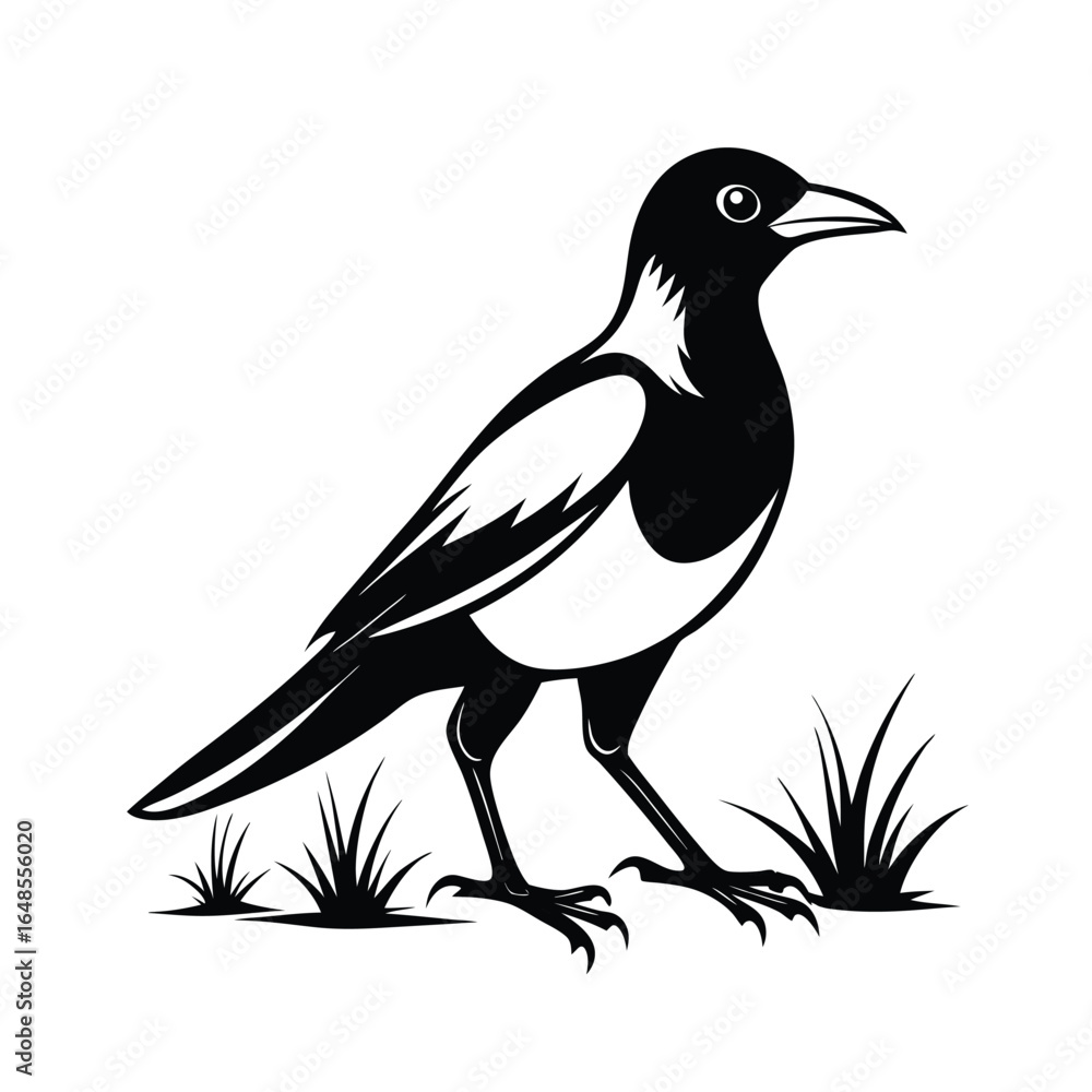 Fototapeta premium Australian magpie bird walking gracefully on a grassy field in simple line art style