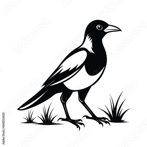 Australian magpie bird walking gracefully on a grassy field in simple line art style