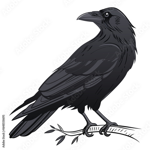 Crow White Background