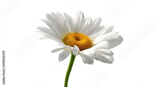 A close-up view of a daisy flower featuring white petals and a vibrant yellow center, against a clean white background.