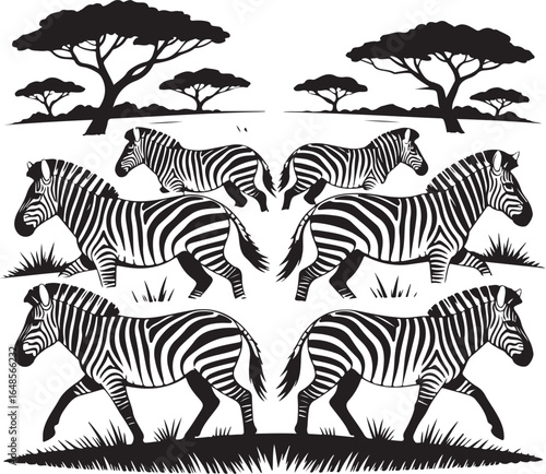 Six zebras roam savanna with acacia trees silhouette