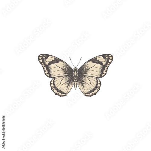 Butterfly insect vintage art