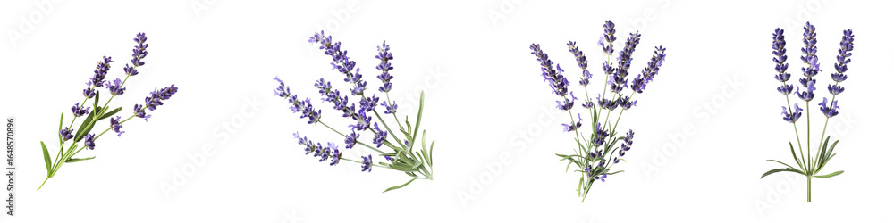 Fototapeta premium Lavender Sprigs in Varying Arrangements on a transparent background Generative AI