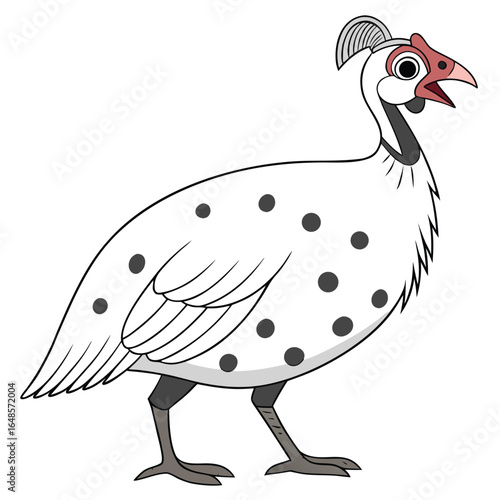 Guinea Fowl White Background