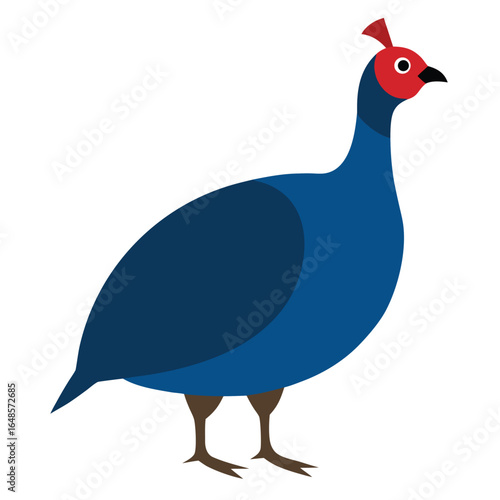 Guinea Fowl White Background