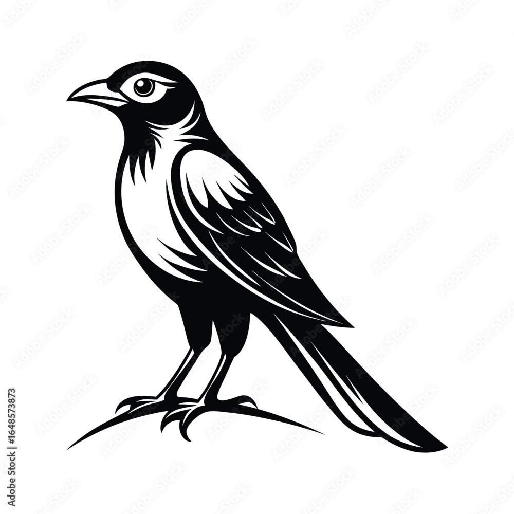 Fototapeta premium Alert drongo bird perched on a white background detailed line art illustration