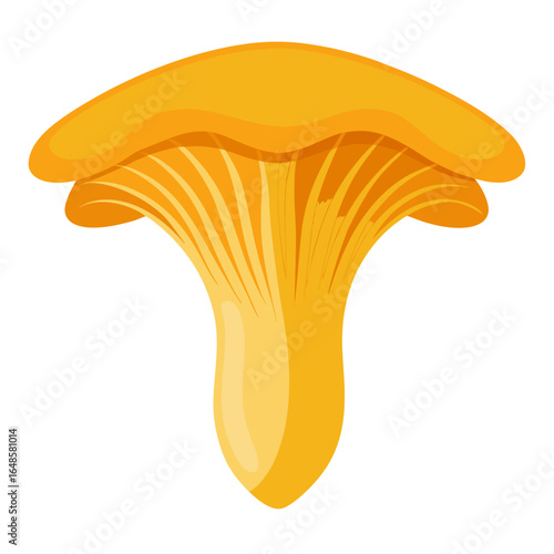 yellow chanterelle mushroom