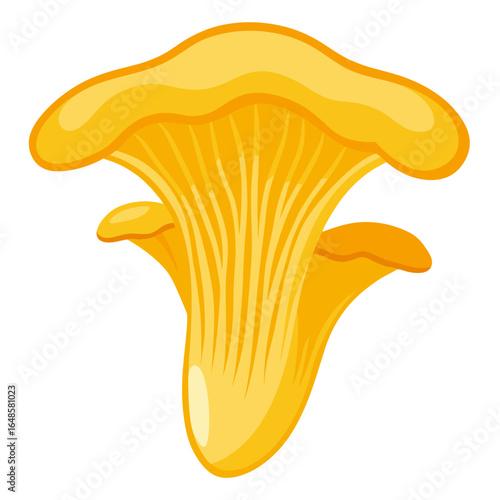 yellow chanterelle mushroom
