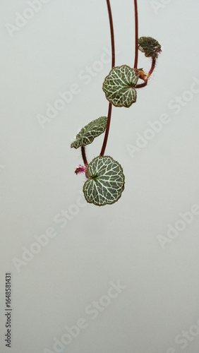 Close-up of Saxifraga stolonifera (creeping rockfoil, strawberry begonia) producing a new plantlet at the tip of a reddish stolon, illustrating vegetative propagation and clonal growth.