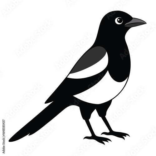 Magpie White Background