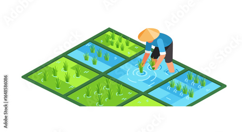 Isometric illustration of an Asian farmer in a conical hat planting rice in a paddy field.