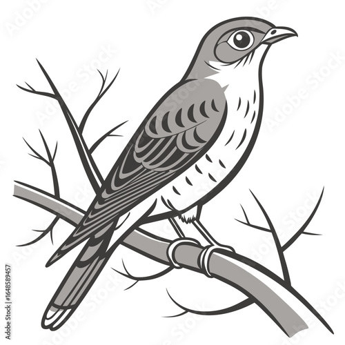 Nightingale White Background