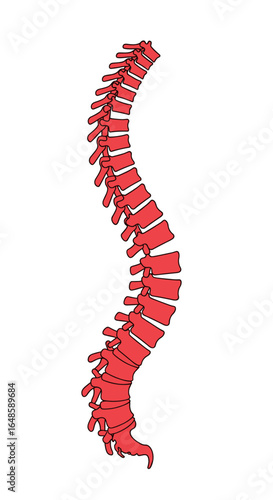 Anatomy of the human vertebral column showing natural spinal curvature and bone structure in detail