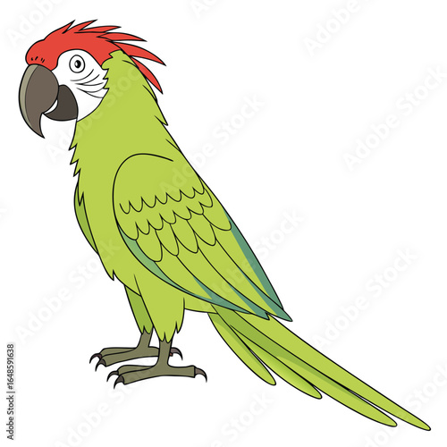 Parrot White Background