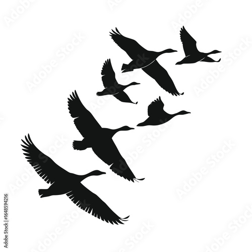Silhouettes of various birds flying in the sky