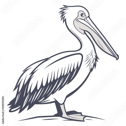 Pelican White Background