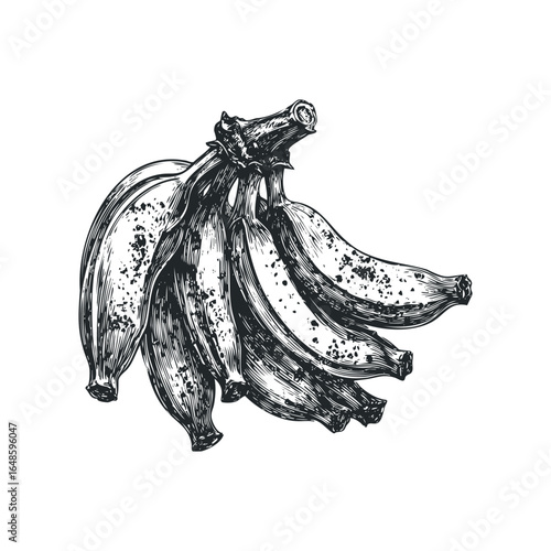 Bunch of ripe bananas with distinctive brown spots, rendered in a classic black and white sketch style