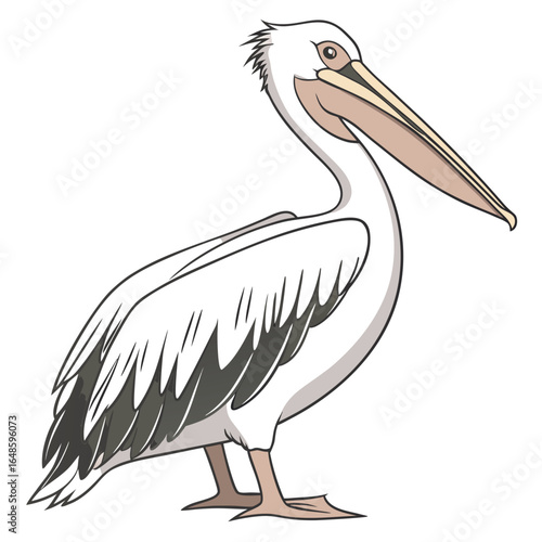 Pelican White Background