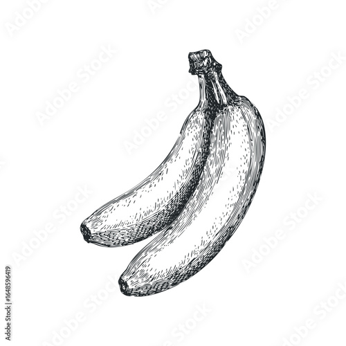 Detailed sketch of two ripe bananas on a white background
