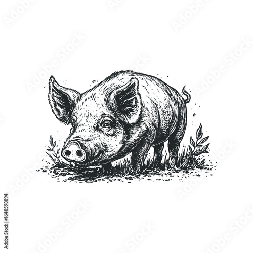 Detailed ink sketch of a pig foraging in grassy terrain