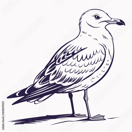 Seagull White Background