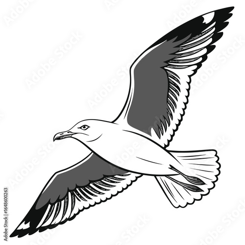 Seagull White Background