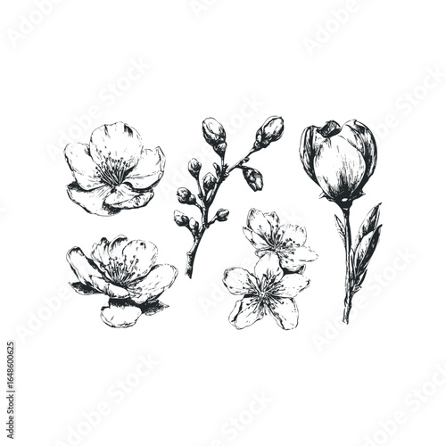 Hand-drawn sketch collection of blooming flowers and buds on white background