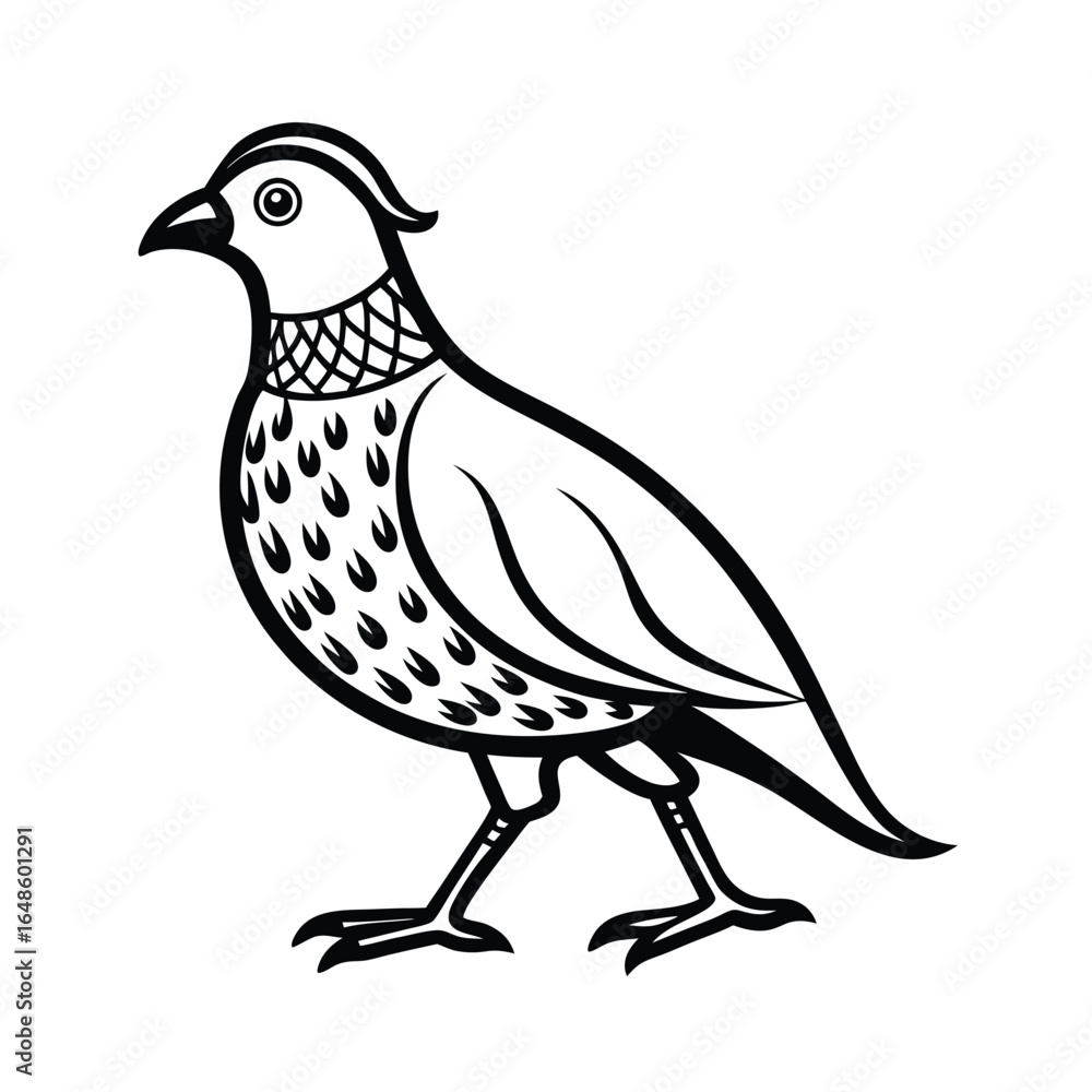 Fototapeta premium Elegant line art illustration of a quail bird walking with delicate small steps on a clean white background