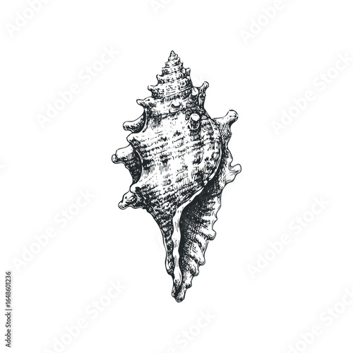 Detailed Hand Drawn Sketch of a Large Spiral Seashell on White Background