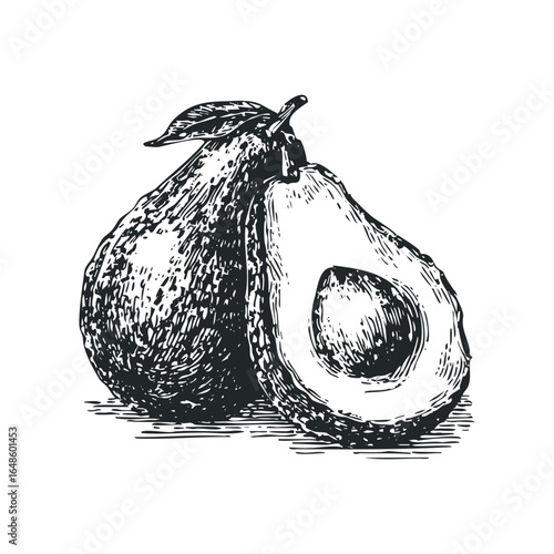 Hand Drawn Sketch of Ripe Avocado Half and Whole Fruit