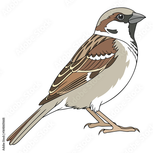 Sparrow White Background