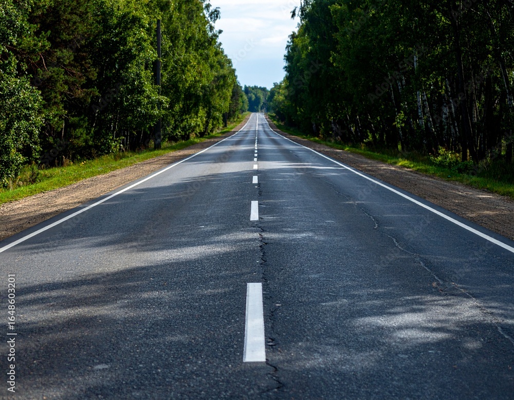 Fototapeta premium road in the forest