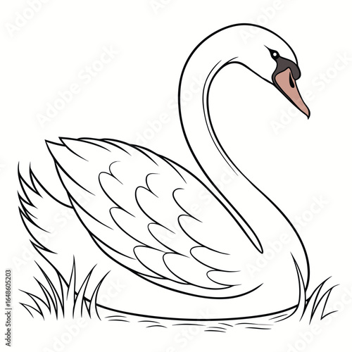 Swan White Background