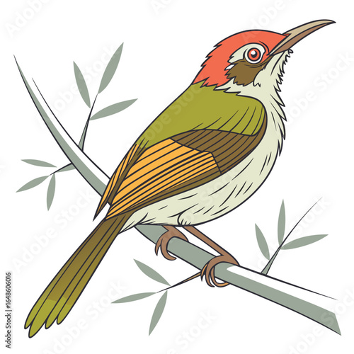 Tailorbird White Background