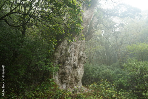 Jomon Cedar in the mist