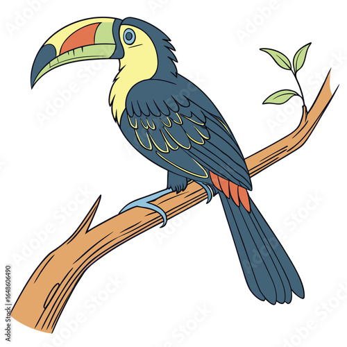 Toucan White Background