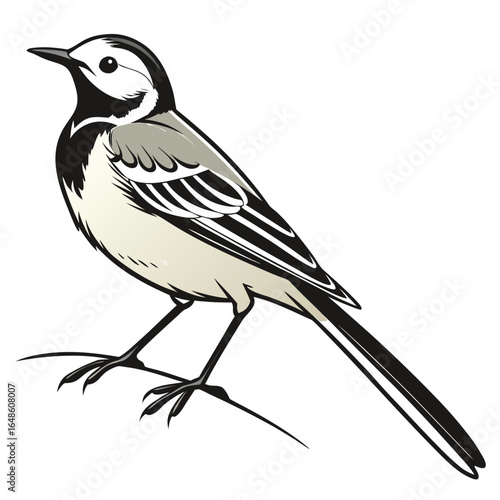 Wagtail White Background
