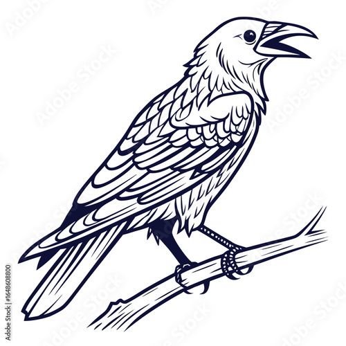 Weaverbird White Background