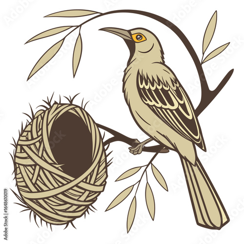 Weaverbird White Background