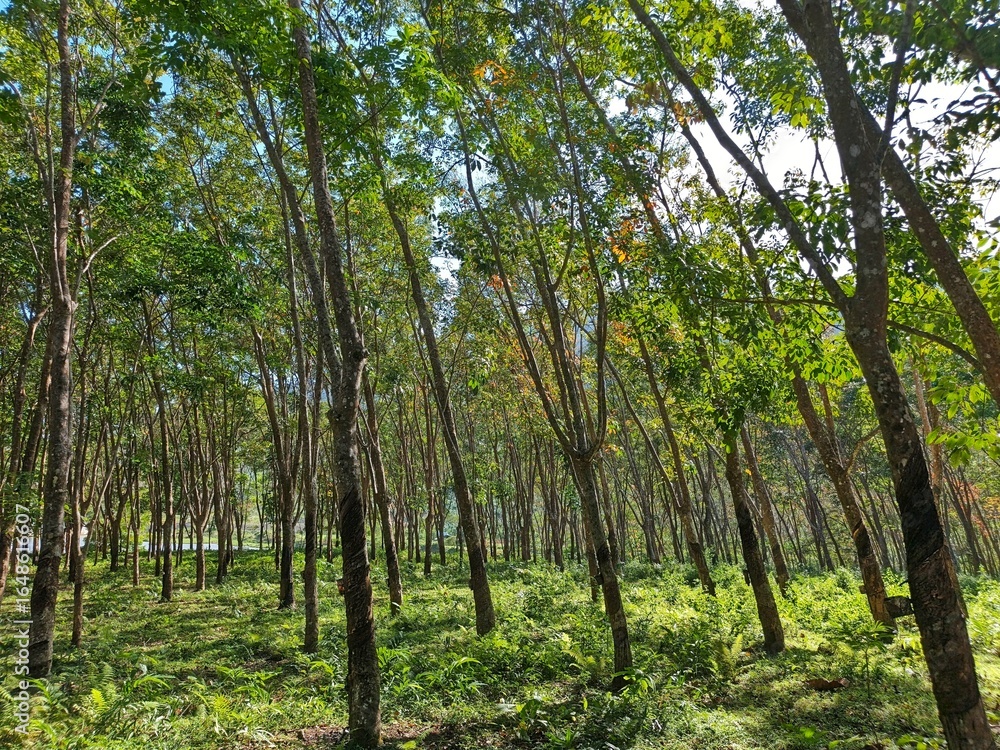 Fototapeta premium Lush rubber tree plantation with dense rows of trees and vibrant green foliage under a bright sky.