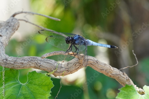 Close-up of a mature male Orthetrum triangulare melania on twig, オオシオカラトンボのオス(大塩辛蜻蛉)