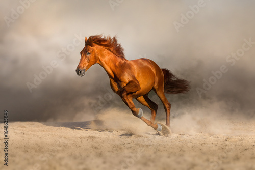 Red stallion run